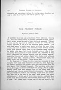 Antique Old Print Parrot Finch Pin-Tailed Nonpareil Erythrura Psittacea 1899