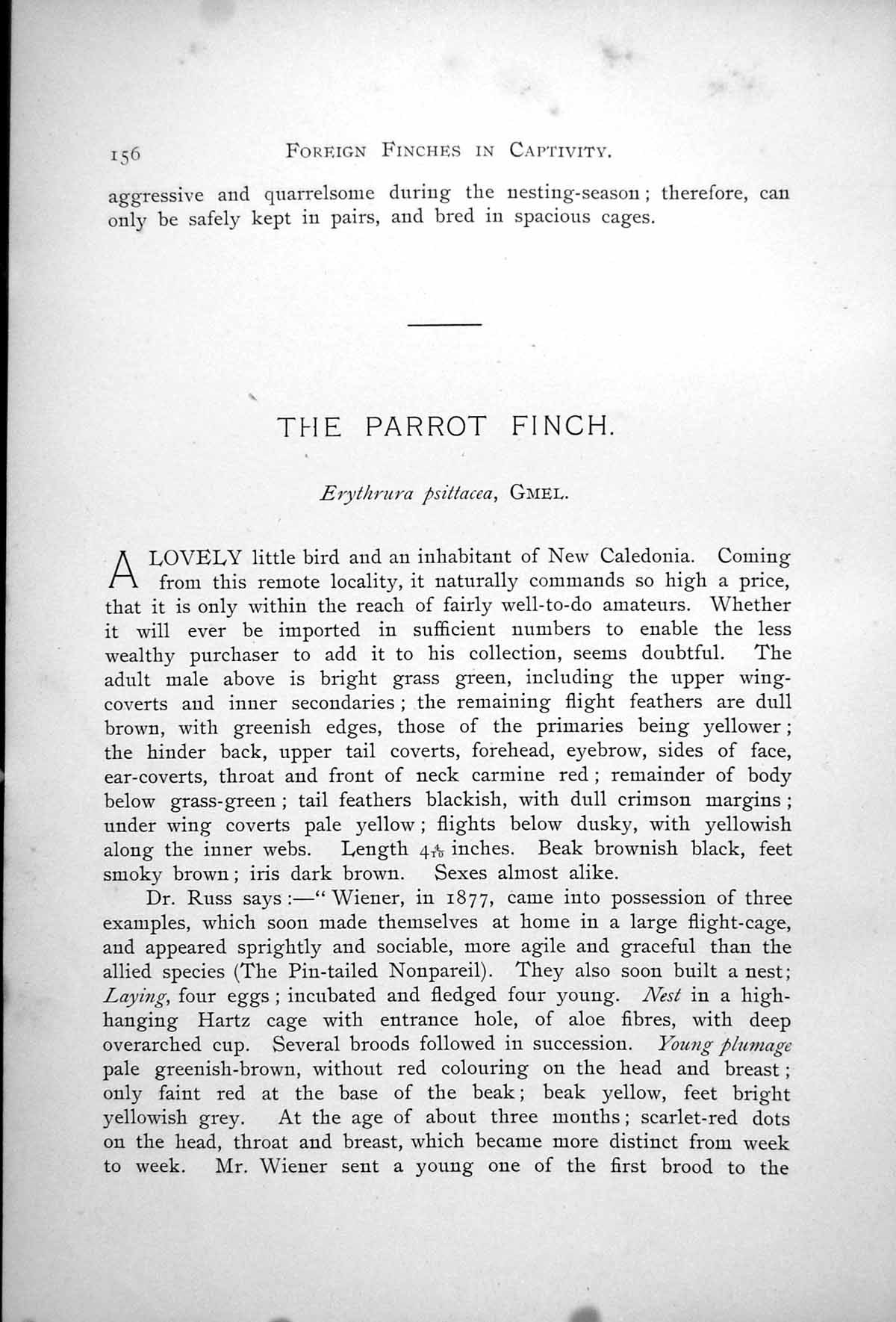 Antique Old Print Parrot Finch Pin-Tailed Nonpareil Erythrura Psittacea 1899