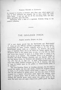 Original Old Antique Print Gouldian Finch Male Female Poephila Mirabilis 1899