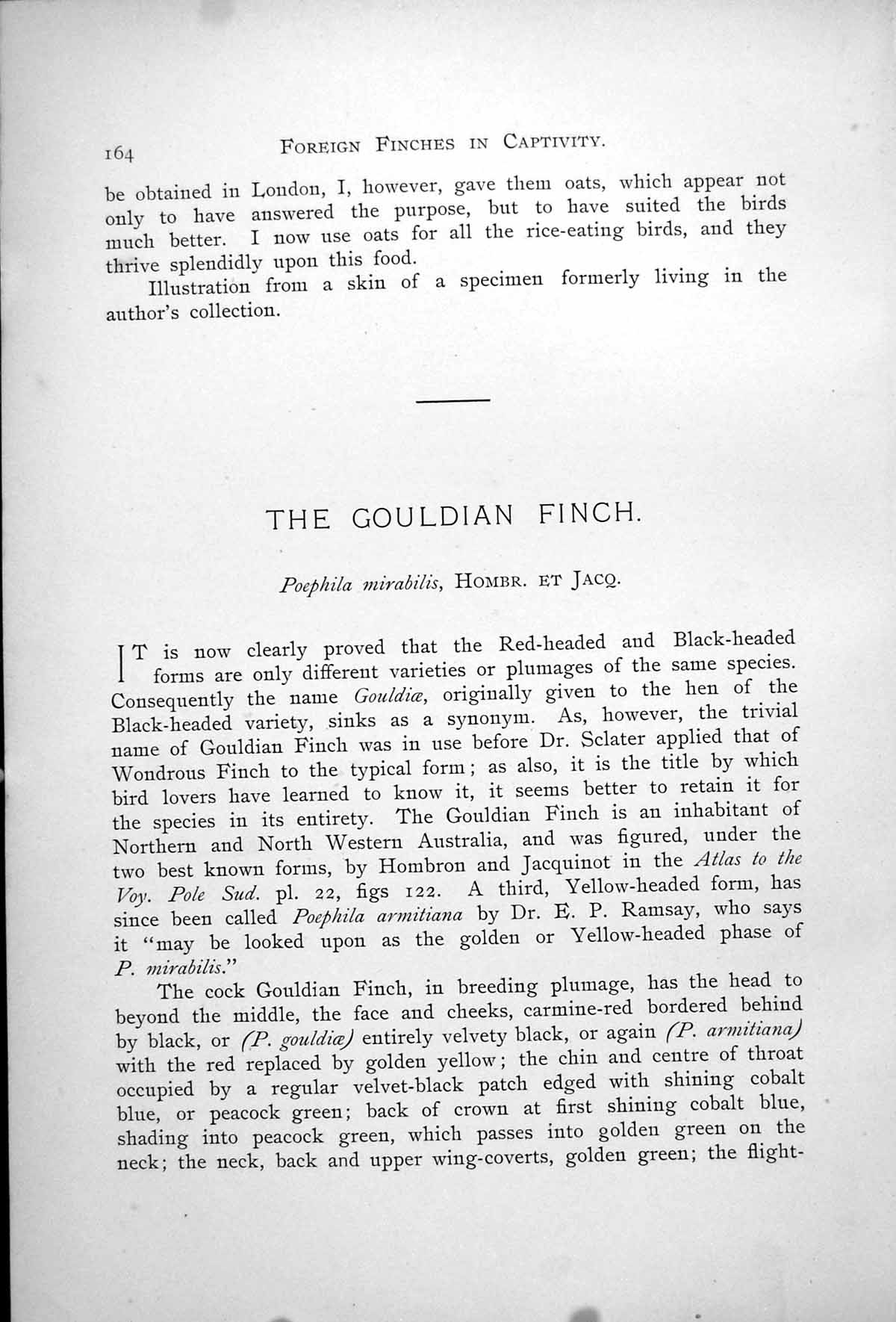 Original Old Antique Print Gouldian Finch Male Female Poephila Mirabilis 1899