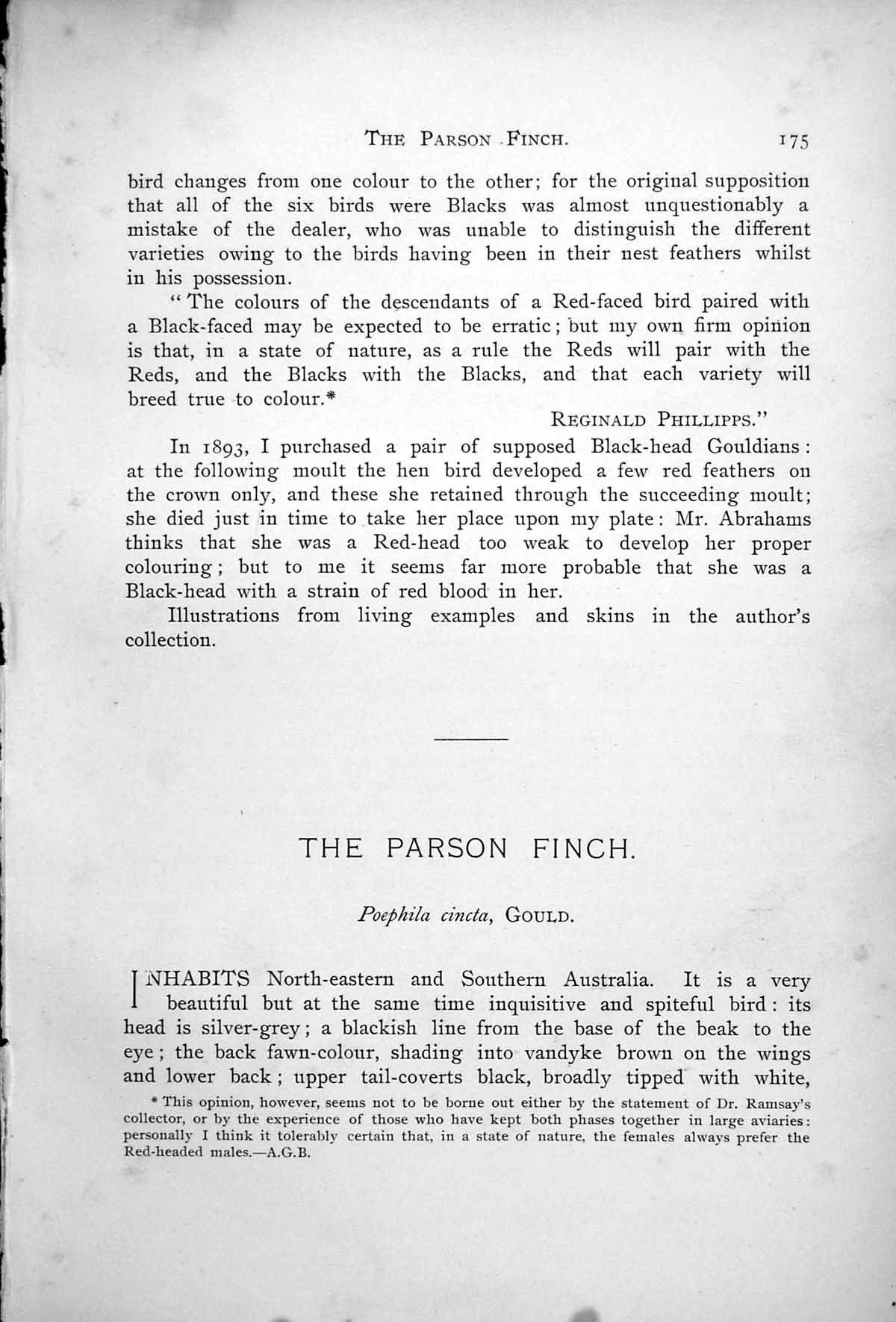 Old Antique Print Parson Finch Poephila Cincta Male Female Grasses 1899 19th