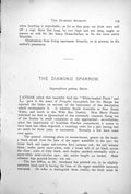 Old Antique Print Diamond Sparrow Male Female Steganophora Guttata 1899 19th