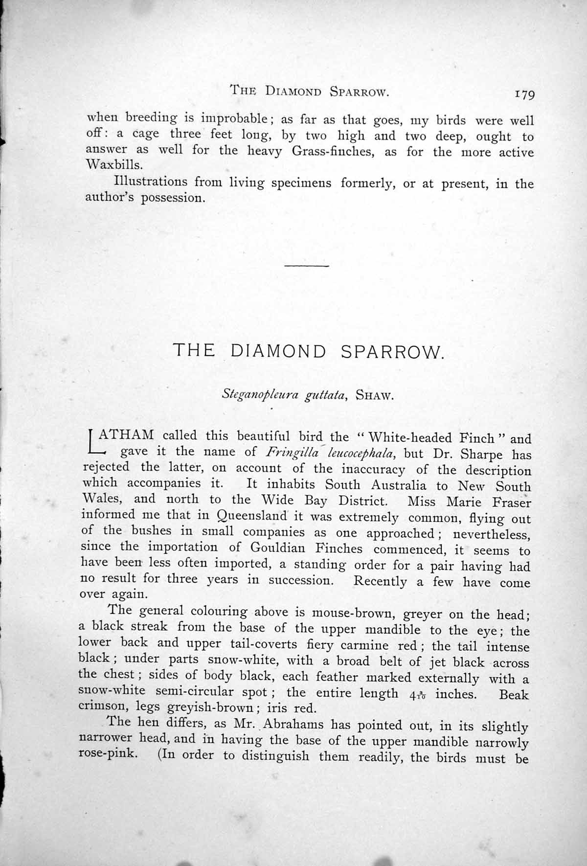 Old Antique Print Diamond Sparrow Male Female Steganophora Guttata 1899 19th
