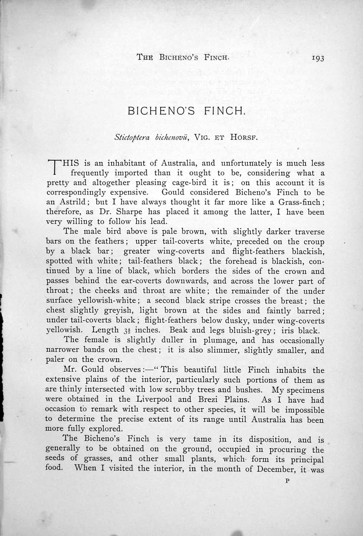 Antique Old Print Bicheno'S Finch Stichtoptera Cherry Finch Aidemosyne 1899