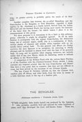 Antique Old Print The Bengalee Aidemosyne Malarbarica Uroloncha Striata 1899