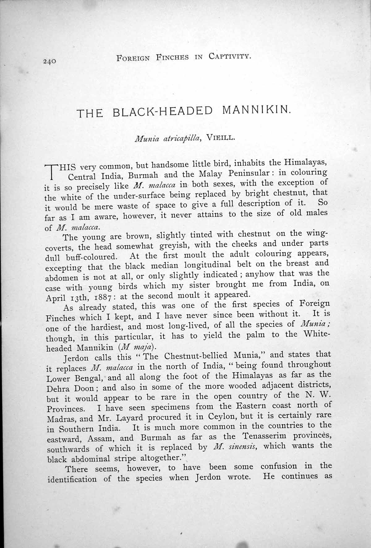 Original Old Antique Print Black-Headed Mannikin Male White-Headed Female 1899
