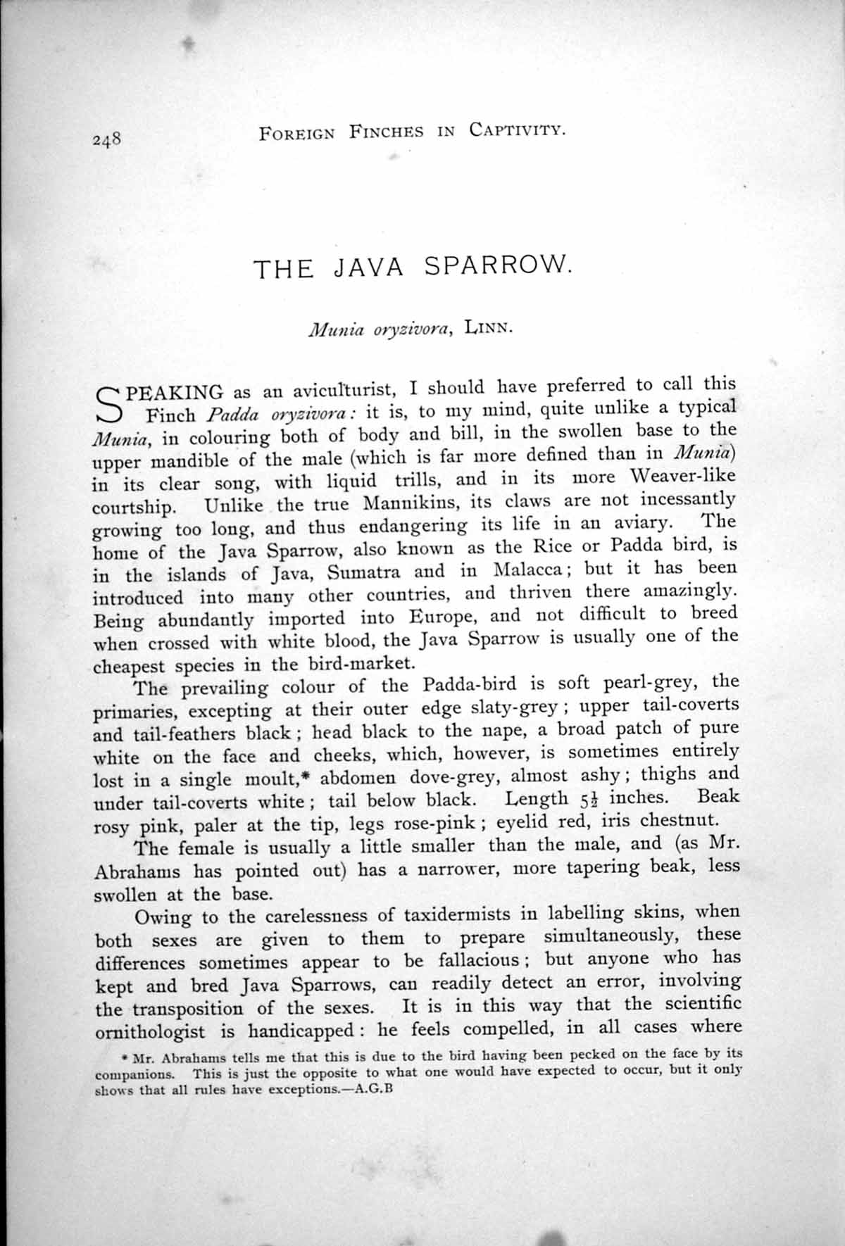 Antique Old Print Java Sparrow Munia Oryzivora Wild Form White Variety 1899