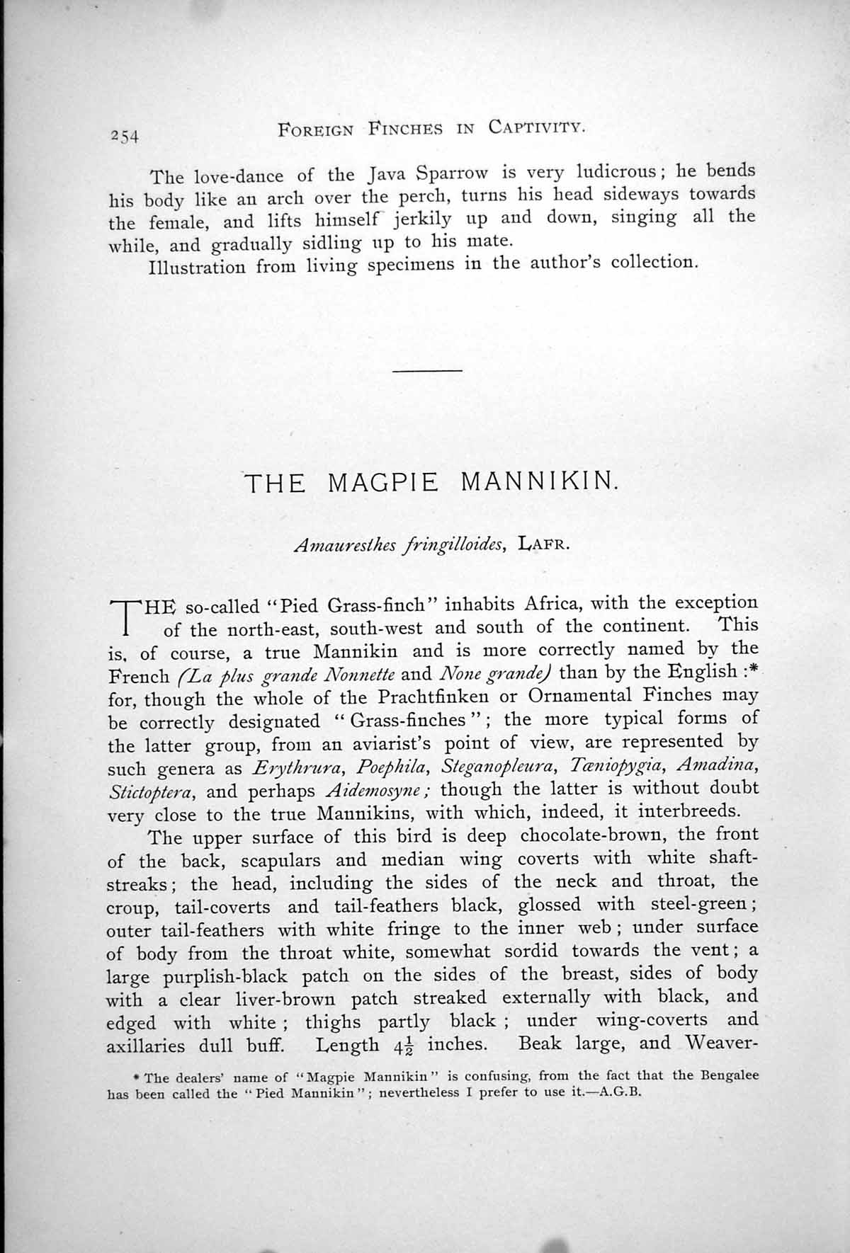 Antique Old Print Magpie Mannikin Male Female Amauresthes Fringilloides 1899