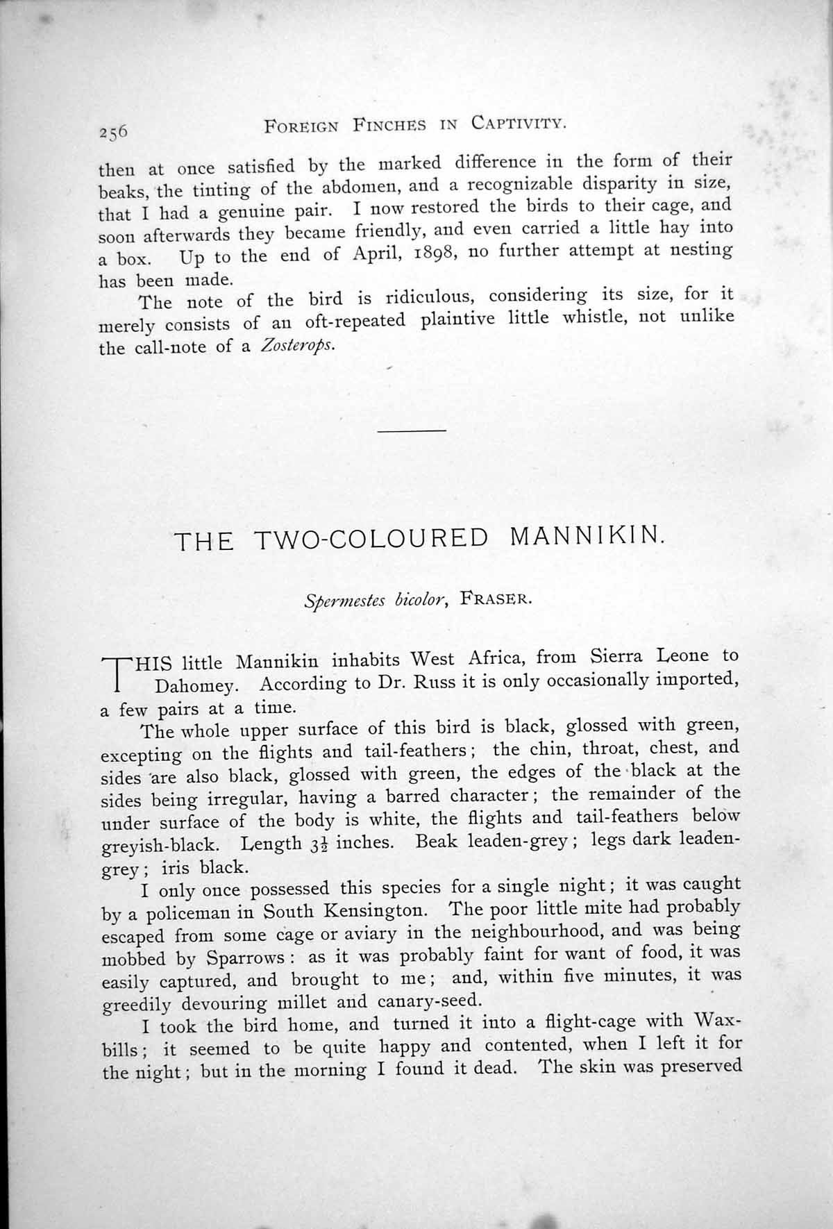 Antique Old Print Bronze Mannikin Male Two-Coloured Mannikin Spermestes 1899
