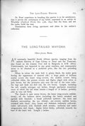 Antique Old Print Long-Tailed Whydah Chera Procne Male Female Flight 1899 19th