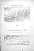 Antique Print Yellow-Backed Whydah Male Female Penthetriopsis Marura 1899 19th