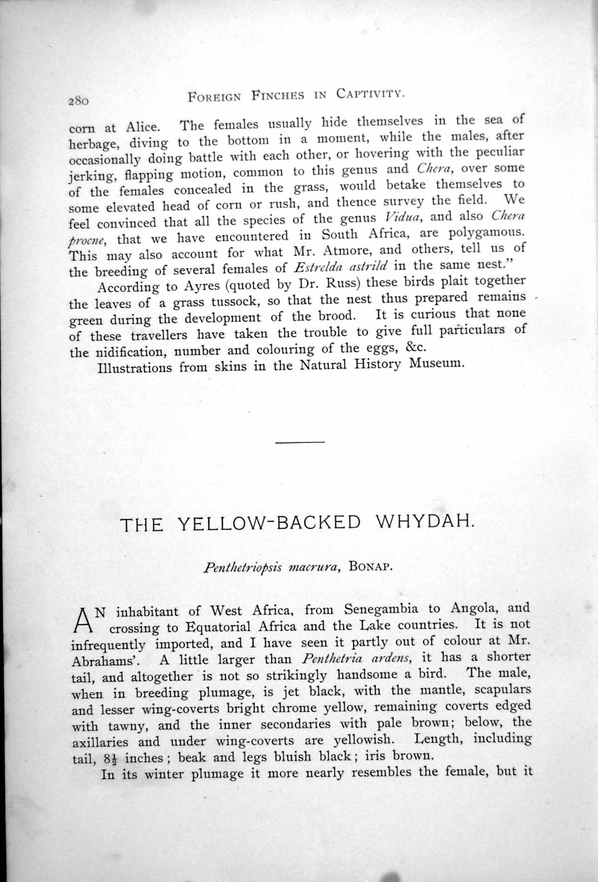 Antique Print Yellow-Backed Whydah Male Female Penthetriopsis Marura 1899 19th
