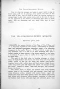 Old Print Yellow-Shouldered Weaver Male Female Pyromelana Capensis 1899 19th