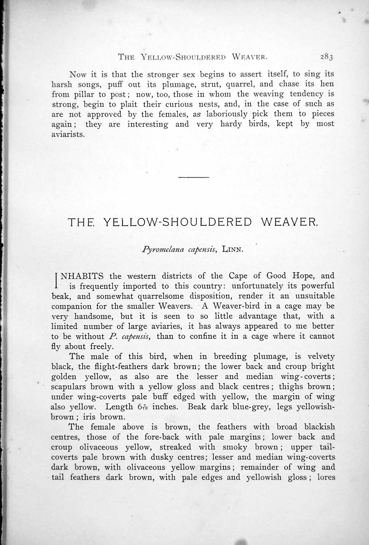 Old Print Yellow-Shouldered Weaver Male Female Pyromelana Capensis 1899 19th