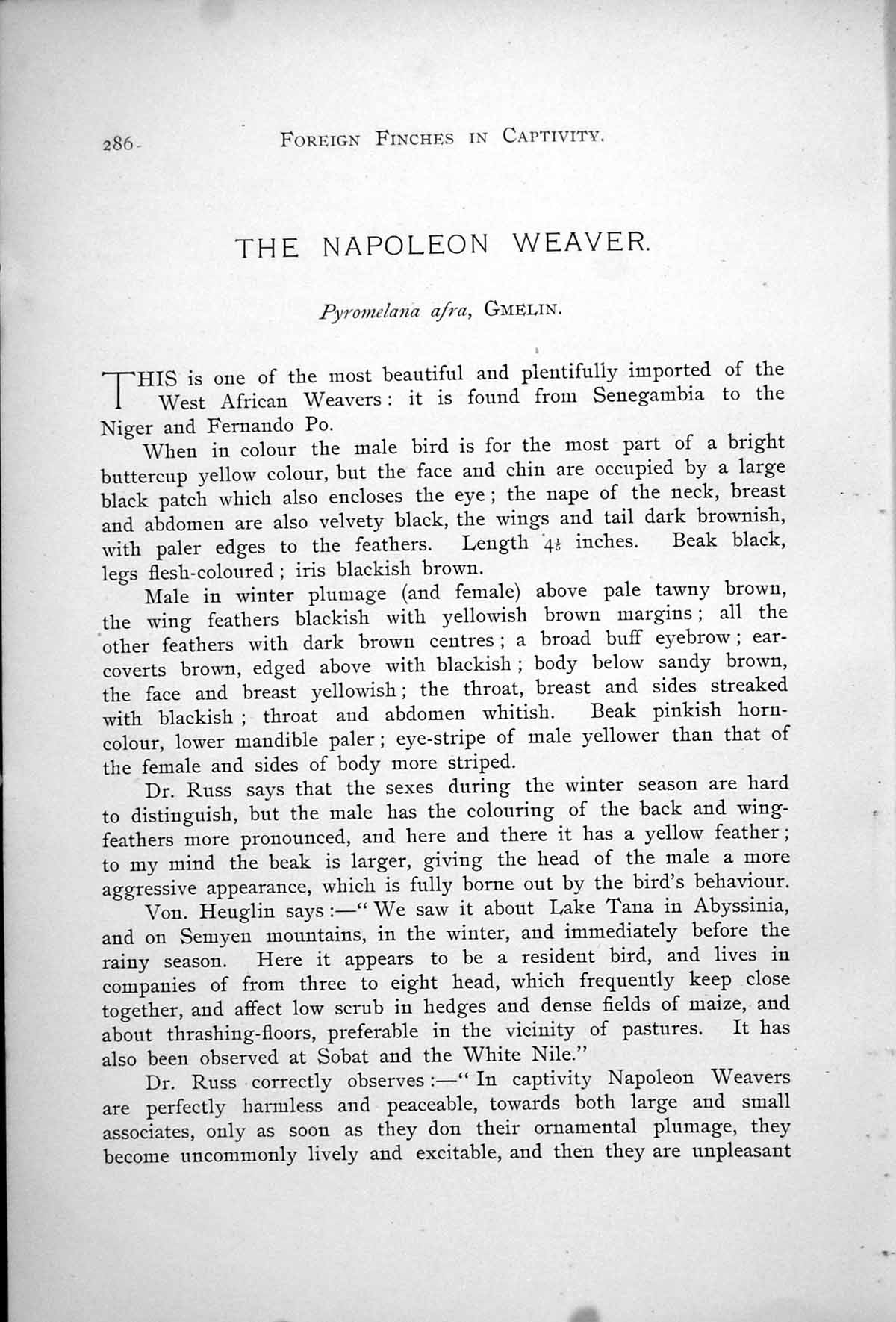 Original Old Antique Print Napoleon Weaver Male Female Pyromelana Afra 1899