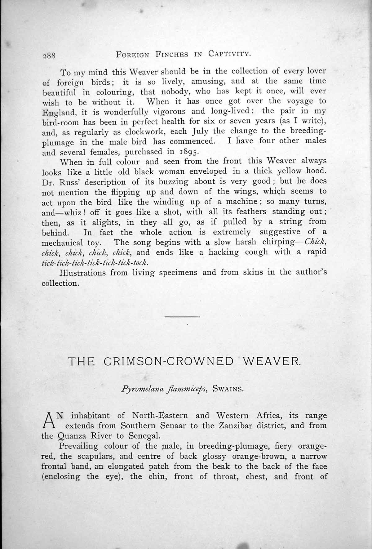 Original Old Antique Print Crimson-Crowned Weaver Male Female Pyromelana 1899