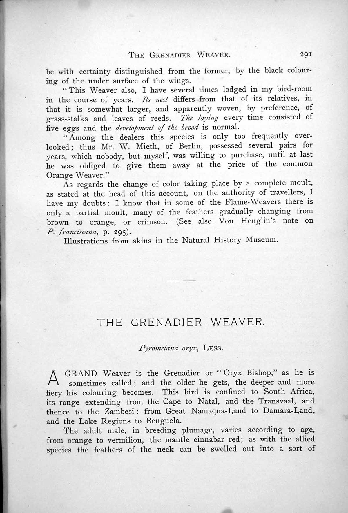 Original Old Antique Print Grenadier Weaver Male Female Pyromelana Oryx 1899