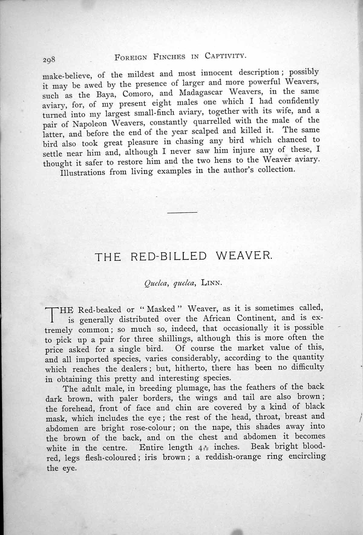Old Antique Print Red-Billed Weaver Male Quelea Russ' Weaver Russi 1899 19th