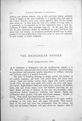 Antique Old Print Madagascar Weaver Foudia Comoro Weaver Male Female 1899 19th