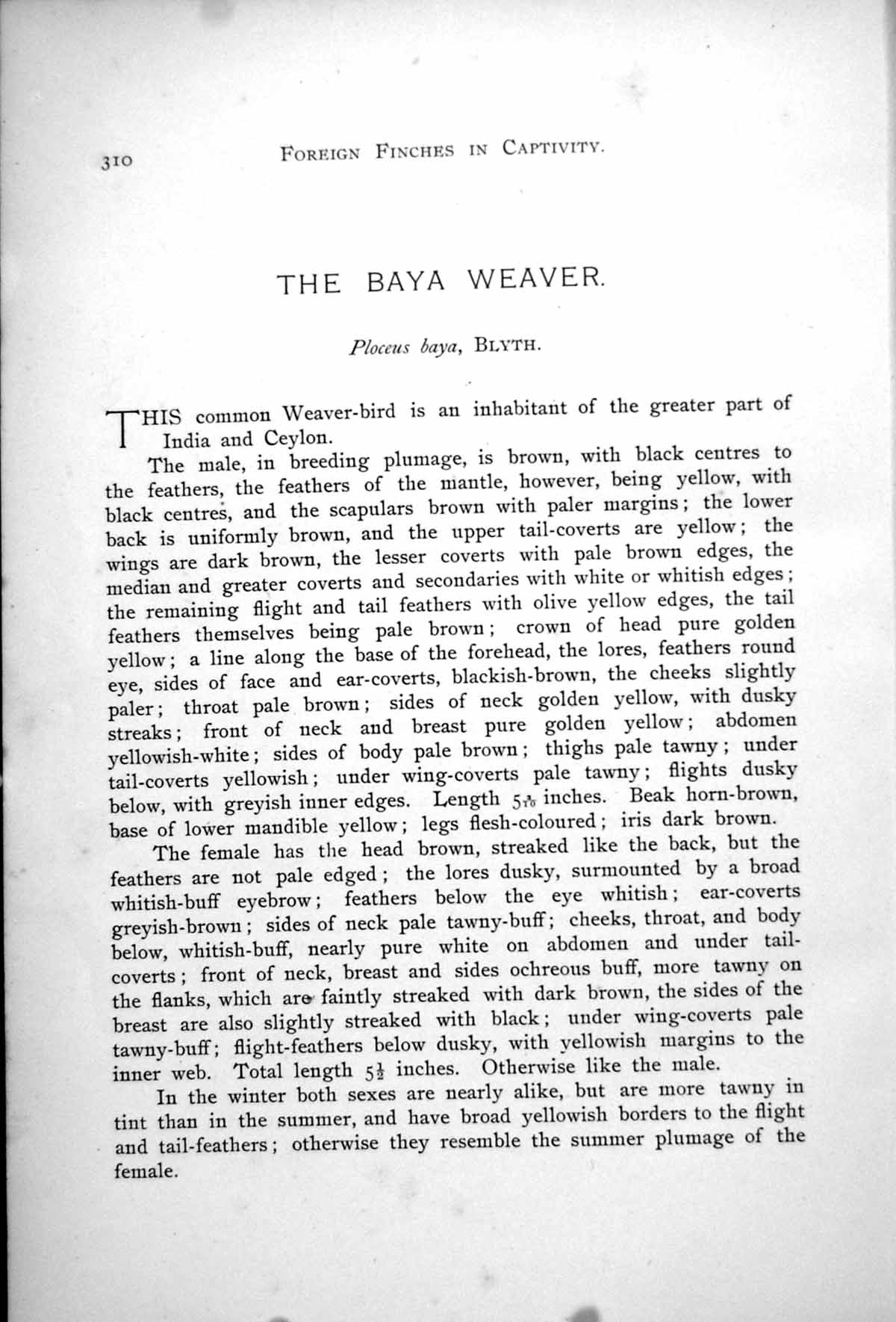 Antique Old Print Baya Weaver Male Female Ploceus Baya Tree Branches 1899 19th