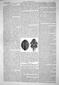 Antique Old Print Engineering 1866 Ice Apline Glaciers Phenomena Leaf Shapes