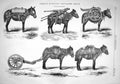Antique Old Print 1867 French Mountain Artillery Train Horses Weapons Guns 19th