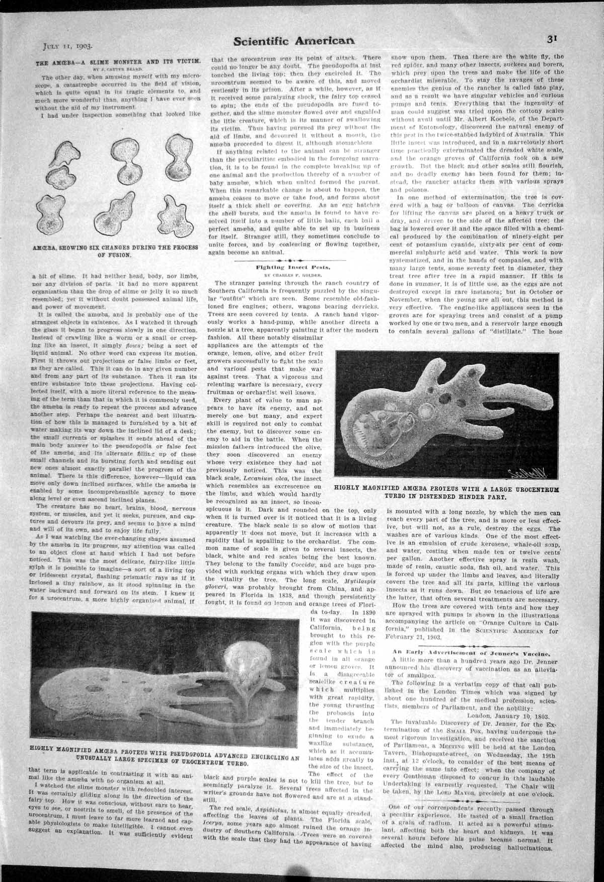 Old 1903 Scientific American Amoeba Proteus Slime Monster Pseudopodia 20th