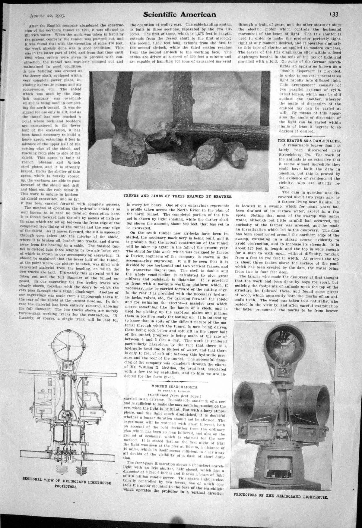 Old 1903 Scientific American Trunks Trees Gnawed Beavers Heligoland L 20th