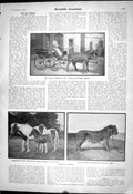 Old 1903 Scientific American Hybrids Iceland Pony Zebra Progeny Lawre 20th