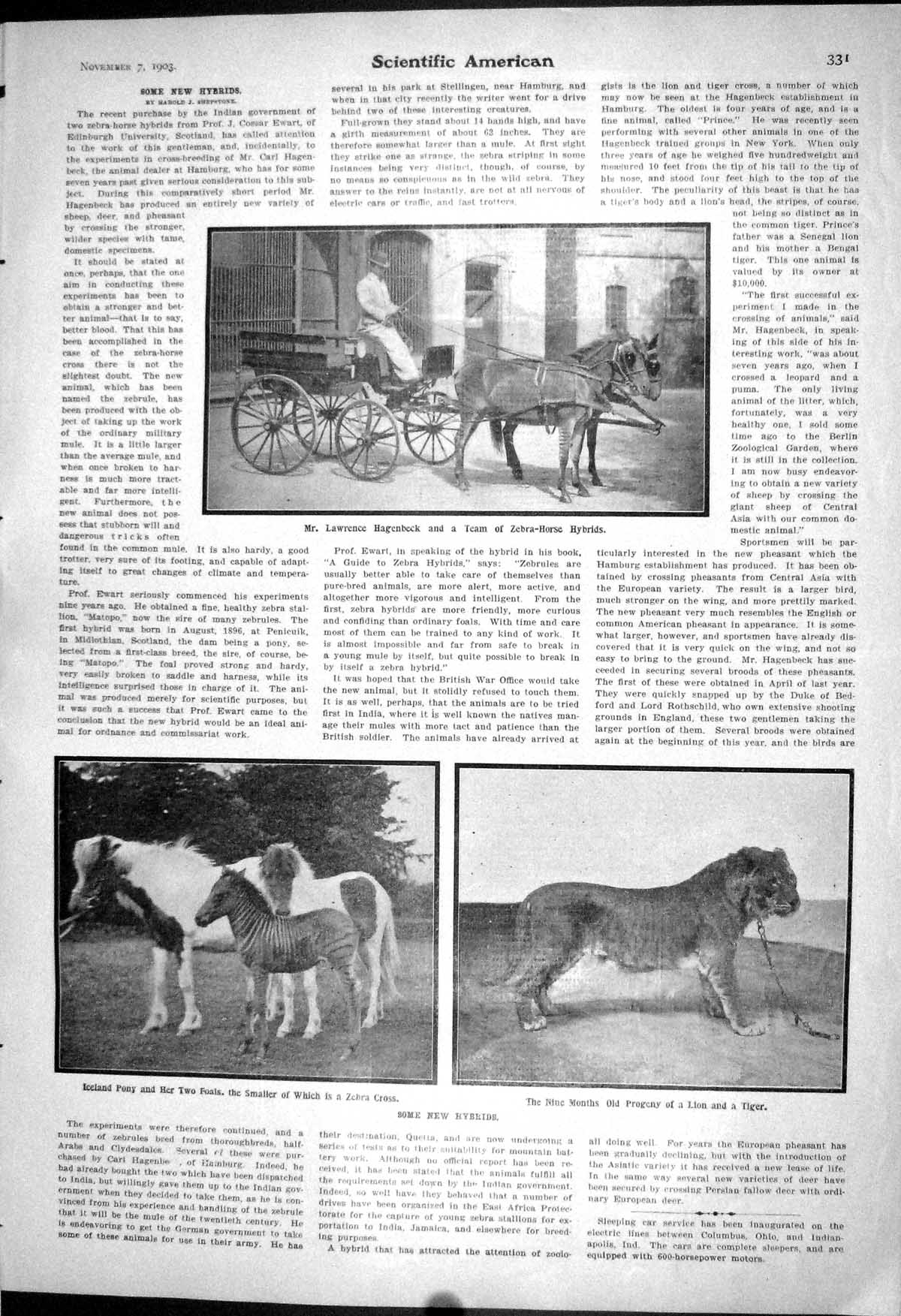Old 1903 Scientific American Hybrids Iceland Pony Zebra Progeny Lawre 20th