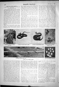 Old 1903 Scientific American Snakes Mountain Blacksnake Rattlesnake L 20th