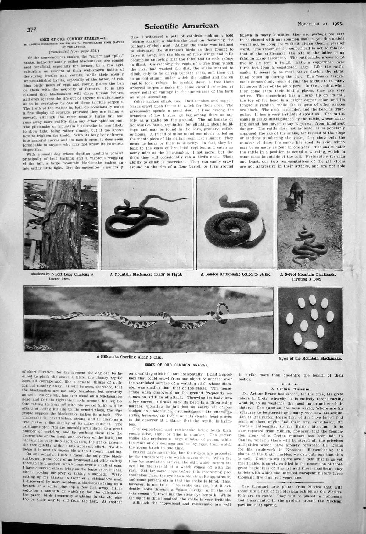 Old 1903 Scientific American Snakes Mountain Blacksnake Rattlesnake L 20th