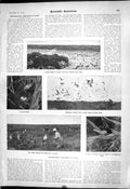 Old 1903 Scientific American Ornithology Laysan Sooty Terns Finch Bir 20th