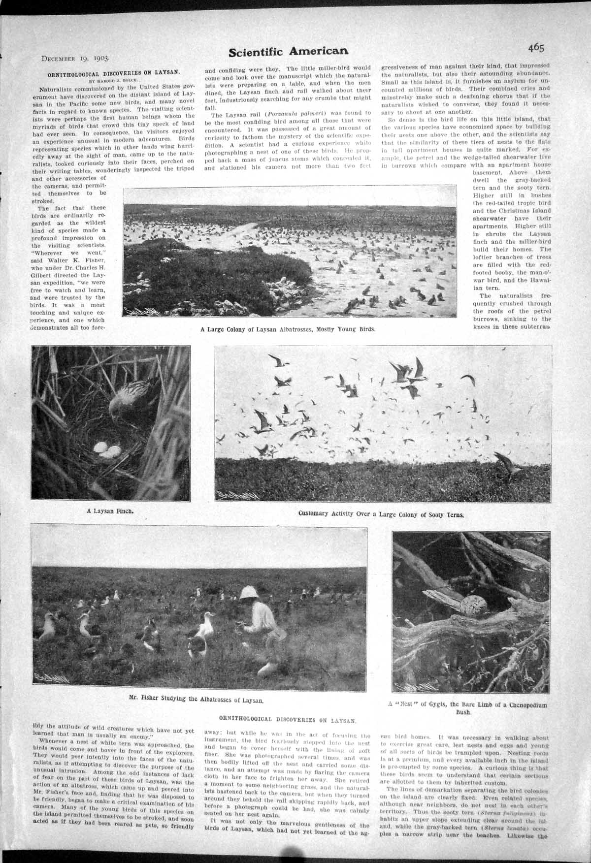 Old 1903 Scientific American Ornithology Laysan Sooty Terns Finch Bir 20th
