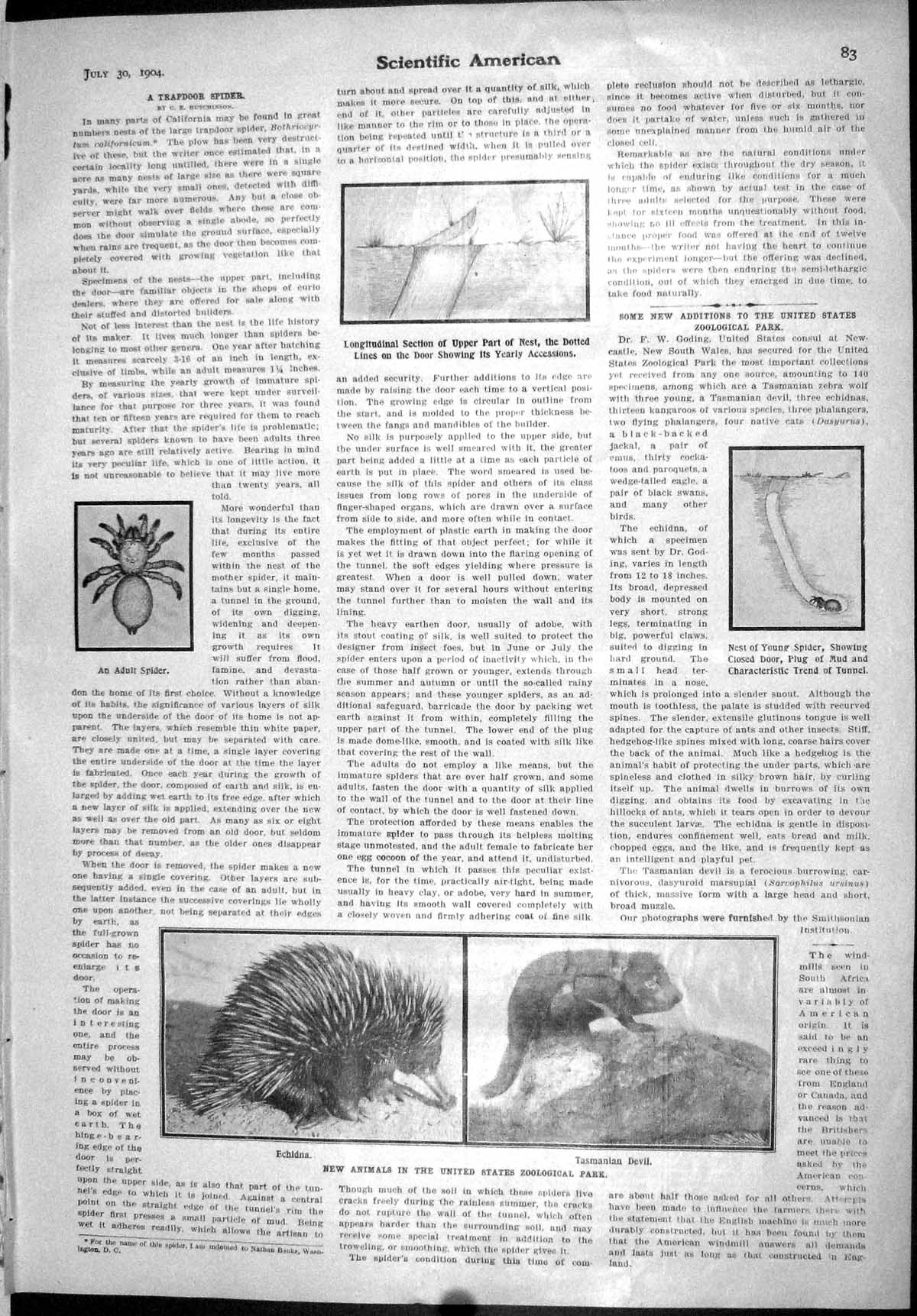Old Scientific American 1904 Trapdoor Spider Echidna Tasmanian Devil 20th