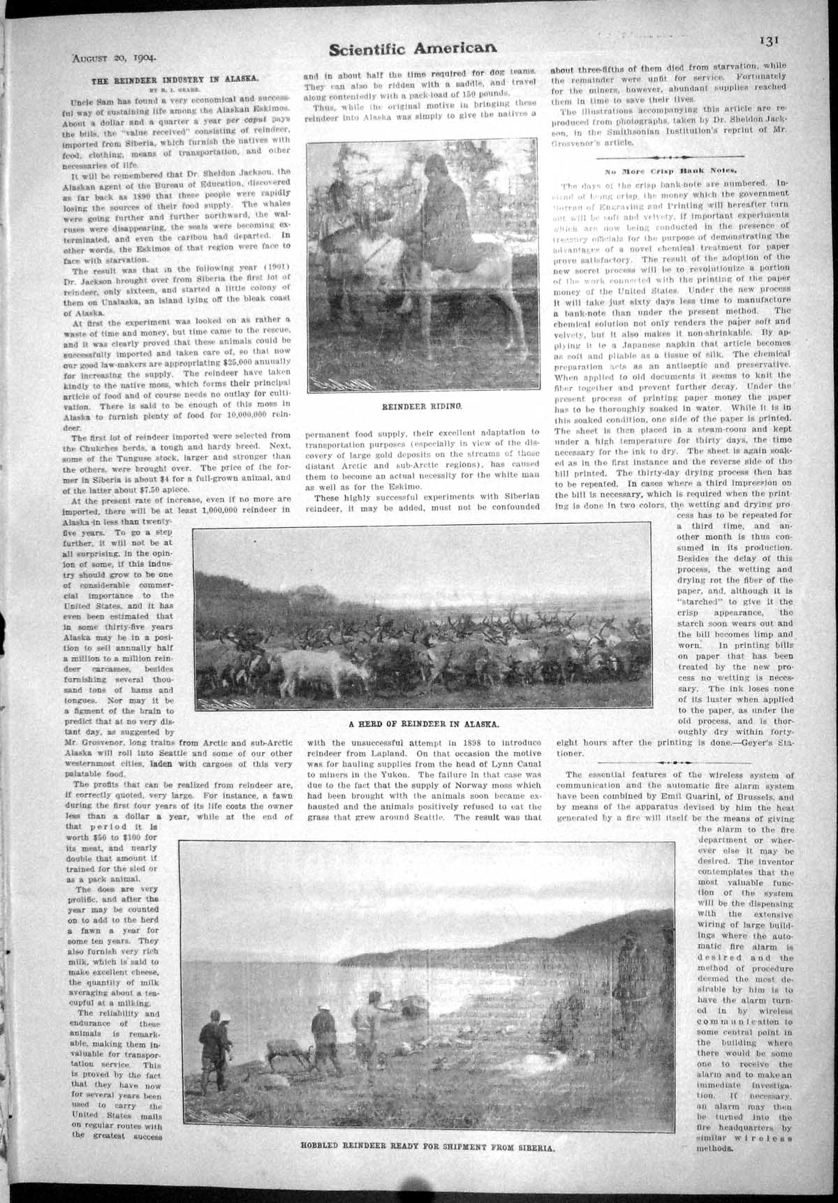 Old Scientific American 1904 Reindeer Industry Alaska Hobbled Animals 20th