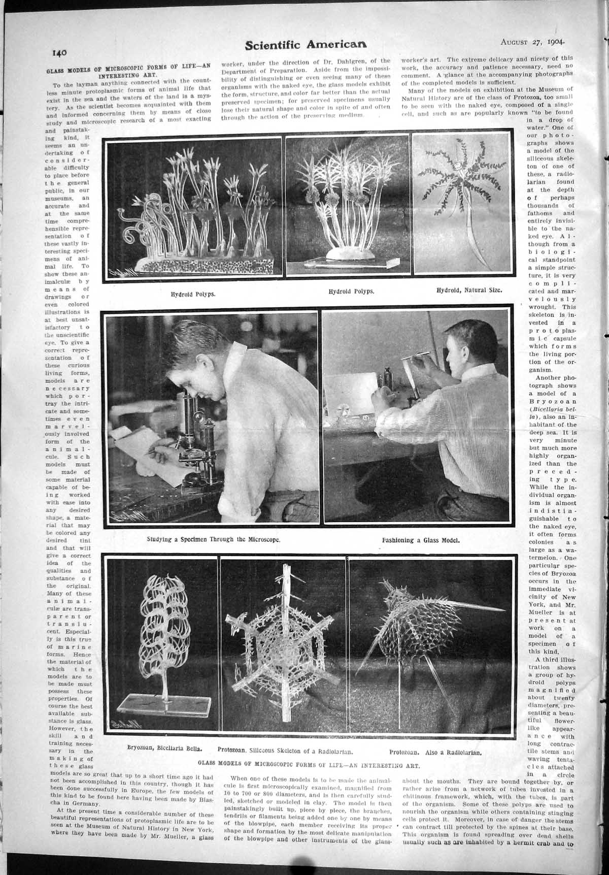 Old Scientific American 1904 Glass Models Microscopic Forms Life Bryo 20th