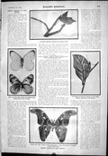 Old Scientific American 1904 Insects Caterpillar Leaf Butterfly Attac 20th