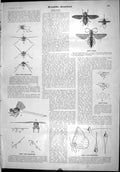Old Scientific American 1904 Insect Wings Mechanism Butterfly Thorax 20th