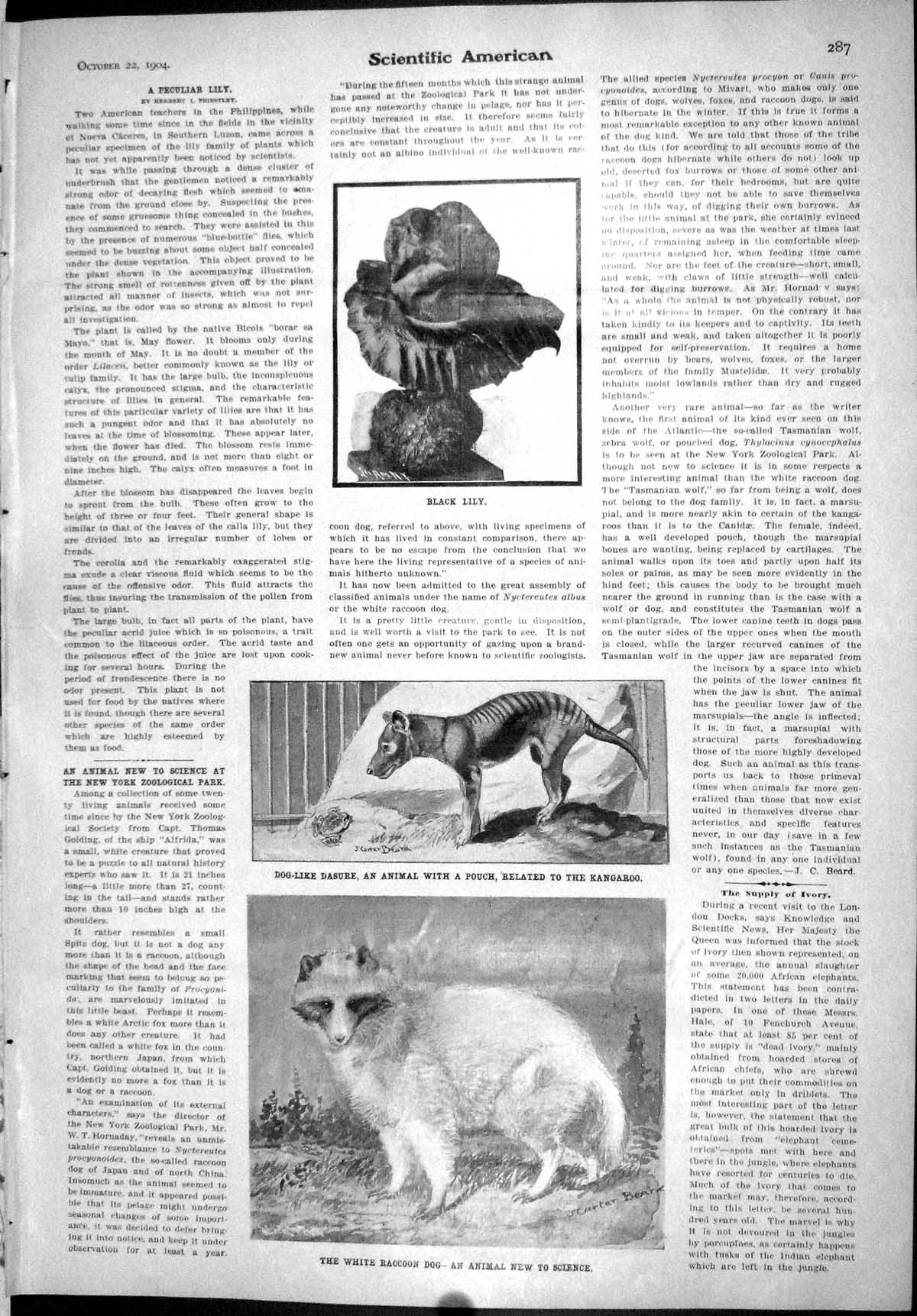 Old Scientific American 1904 Black Lily Flower White Raccoon Dog Dasu 20th