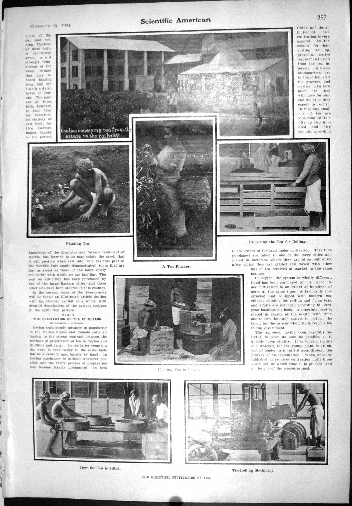 Old Scientific American 1904 Cultivation Tea Coolies Water Organ Roma 20th