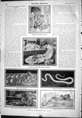 Old Scientific American 1904 Mounting Reptiles Museum Exhibition Snak 20th