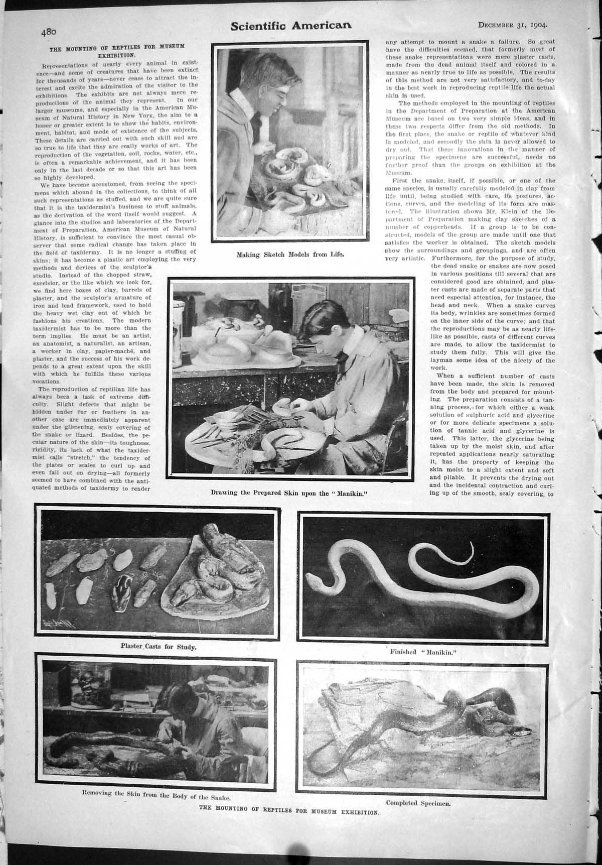 Old Scientific American 1904 Mounting Reptiles Museum Exhibition Snak 20th