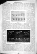 Old 1905 Scientific American Evolution Horse Rising Middle Toe Interr 20th