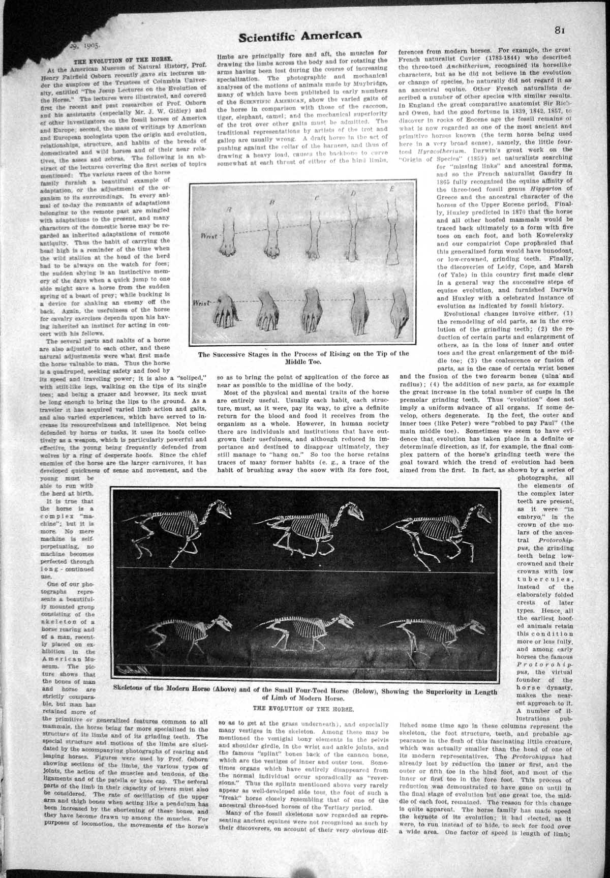 Old 1905 Scientific American Evolution Horse Rising Middle Toe Interr 20th