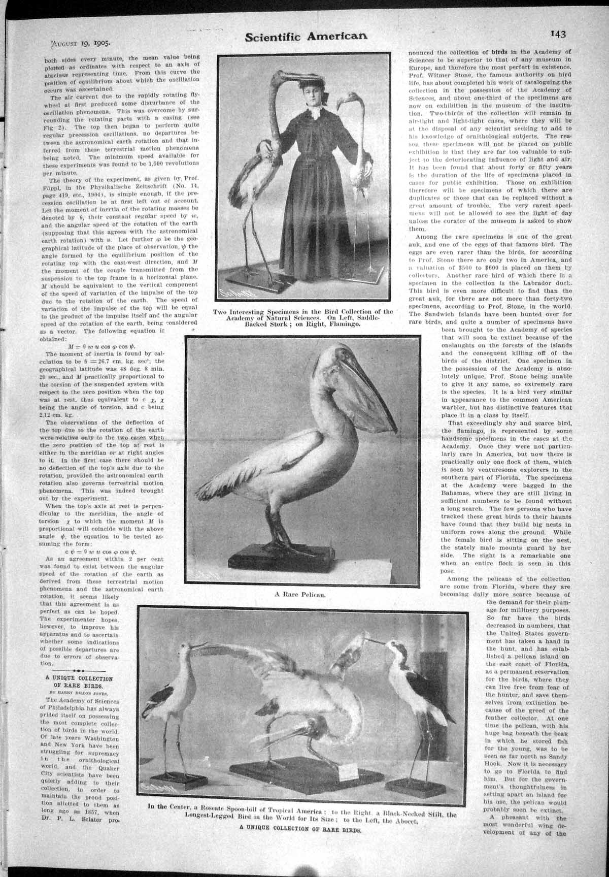 Old 1905 Scientific American Rare Birds Spoon-Bill Pelican Flamingo E 20th