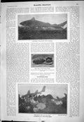 Old 1905 Scientific American Port Jackson Shark Swell Spiral Egg Kell 20th