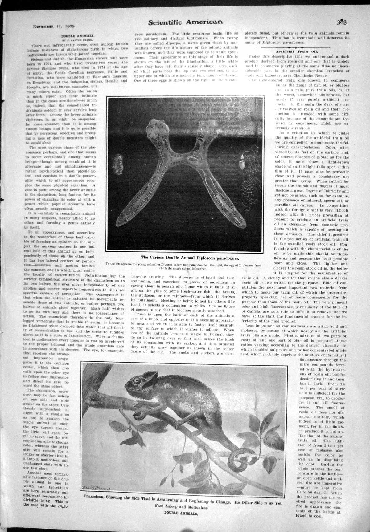 Old 1905 Scientific American Double Animals Diplozoon Paradoxum Chame 20th