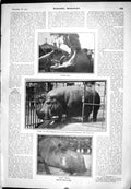 Old 1905 Scientific American Hippopotamus Caliph New York Zoo Automat 20th