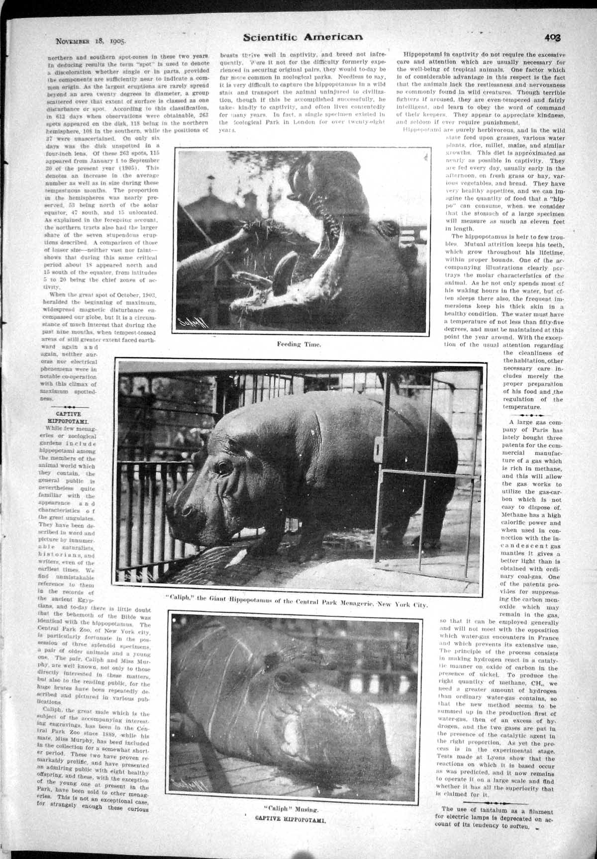 Old 1905 Scientific American Hippopotamus Caliph New York Zoo Automat 20th